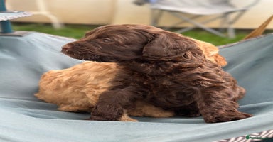 Cavapoo dogs - Advert 8