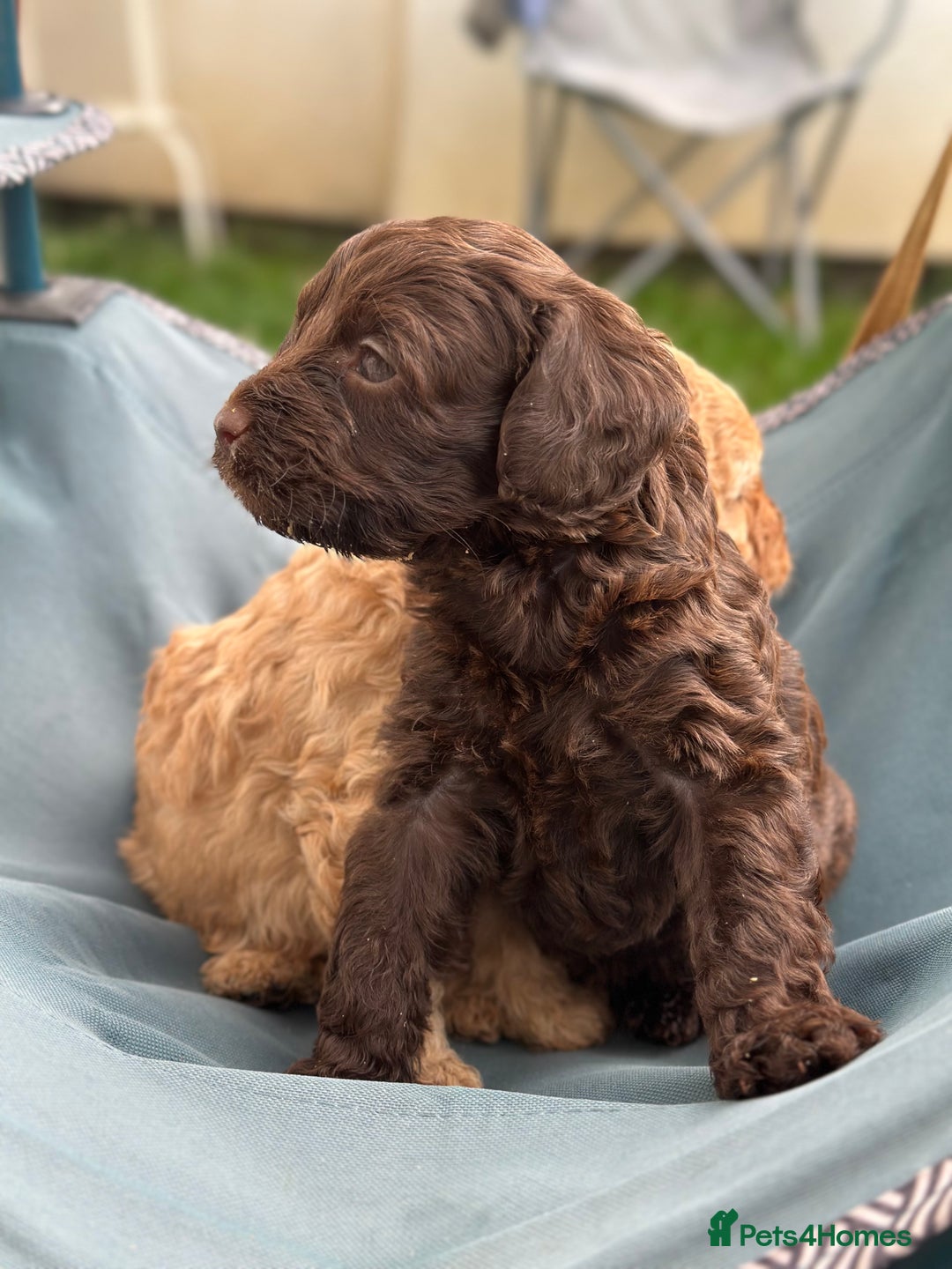 Cavapoo dogs for sale: Beautiful & Healthy Cavapoo Puppies   - Image 4