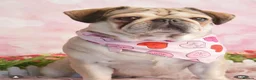 Pug dogs for sale: Kc registered pug ( Tulip )  - Advert 1