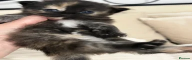 Maine Coon 3