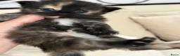 Maine Coon cats for sale: Maine coon  - Advert 7