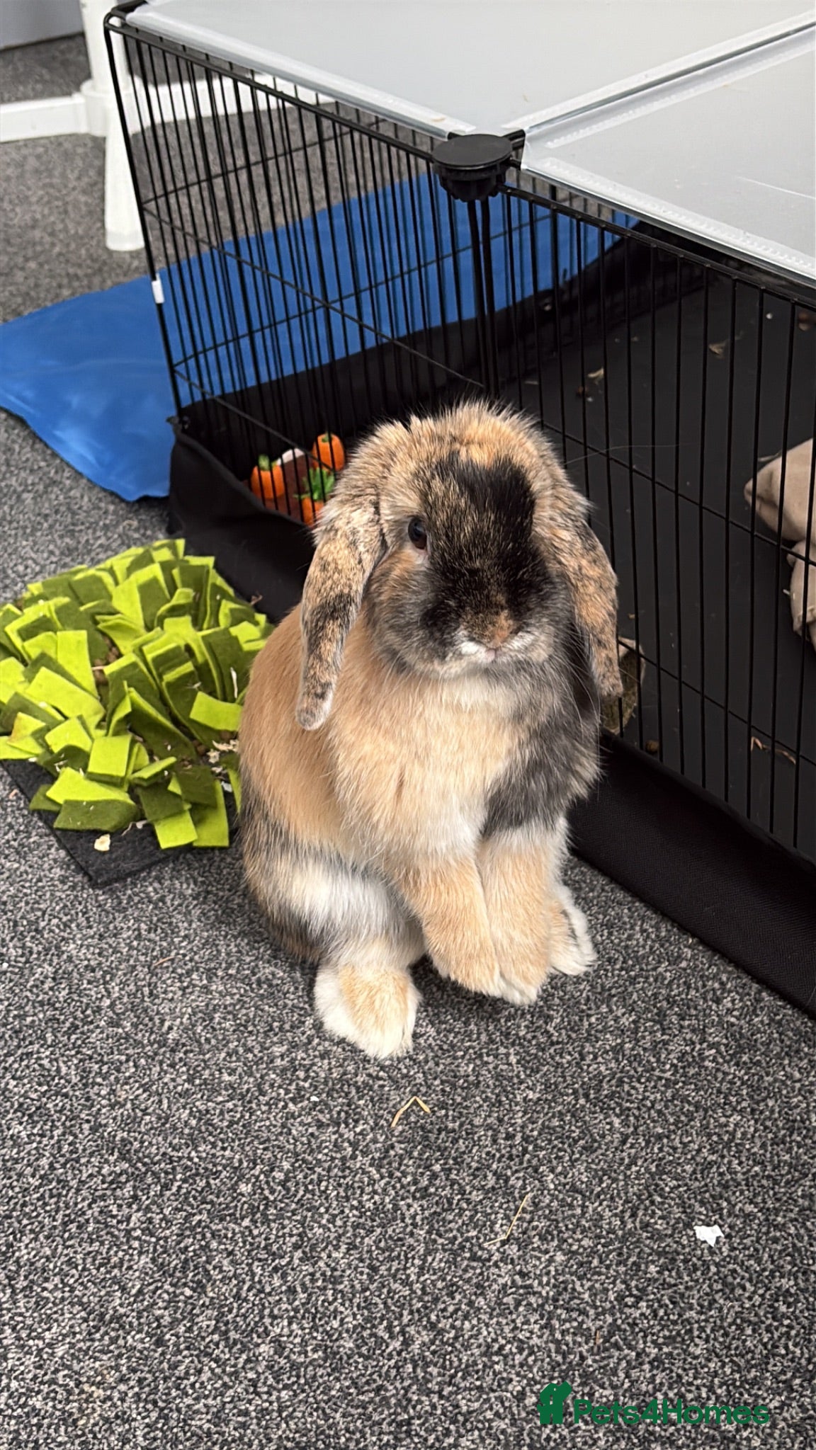 Mini Lop rabbits Mini Lop rabbit  - Advert 3