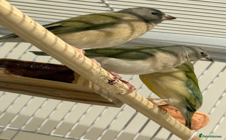 Finches birds gouildan finches available Runcorn  - Advert 1