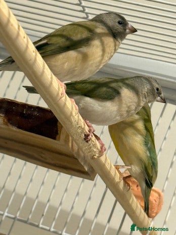 Finches birds gouildan finches available Runcorn - Advert 1