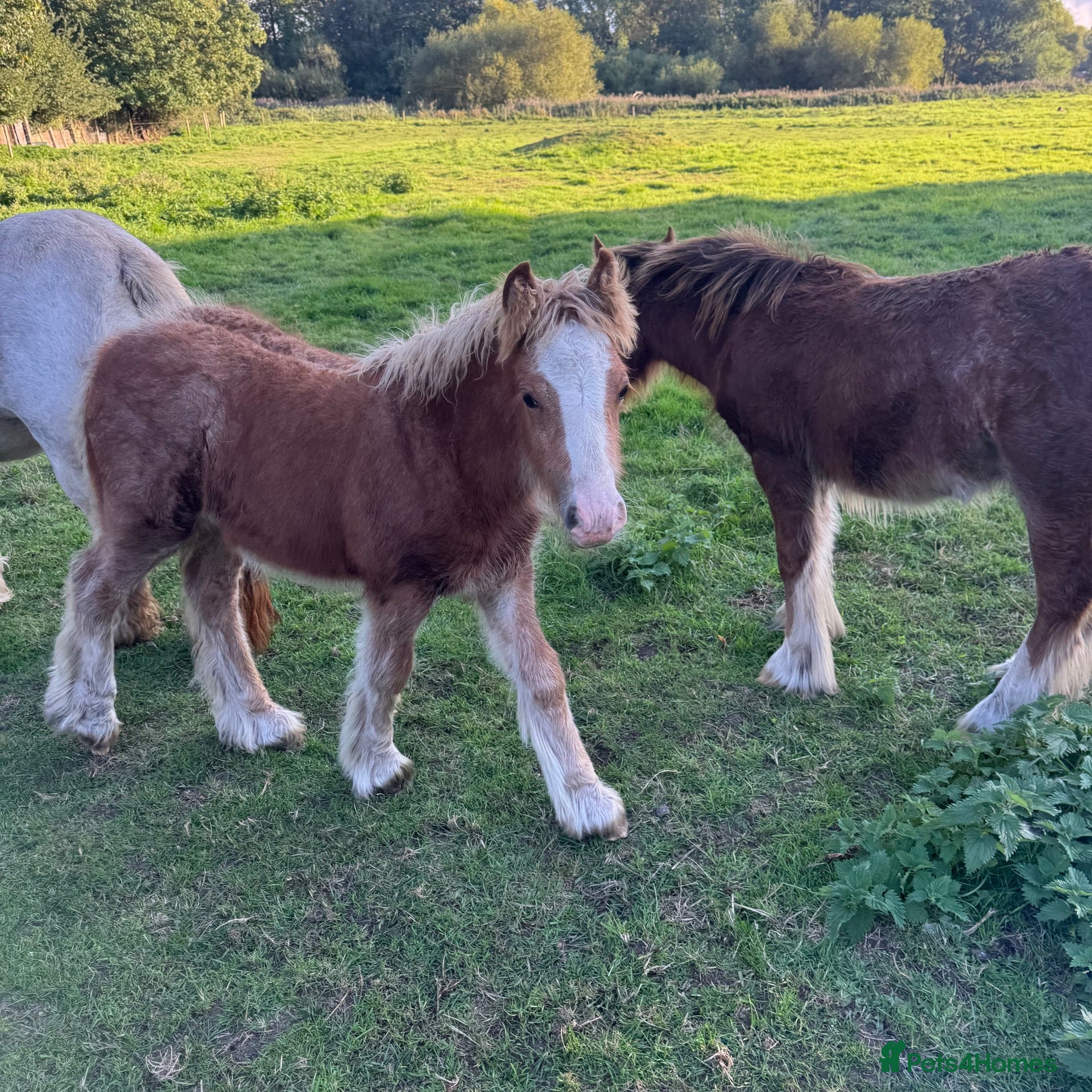 Miniature horses mini cob boys - Advert 1