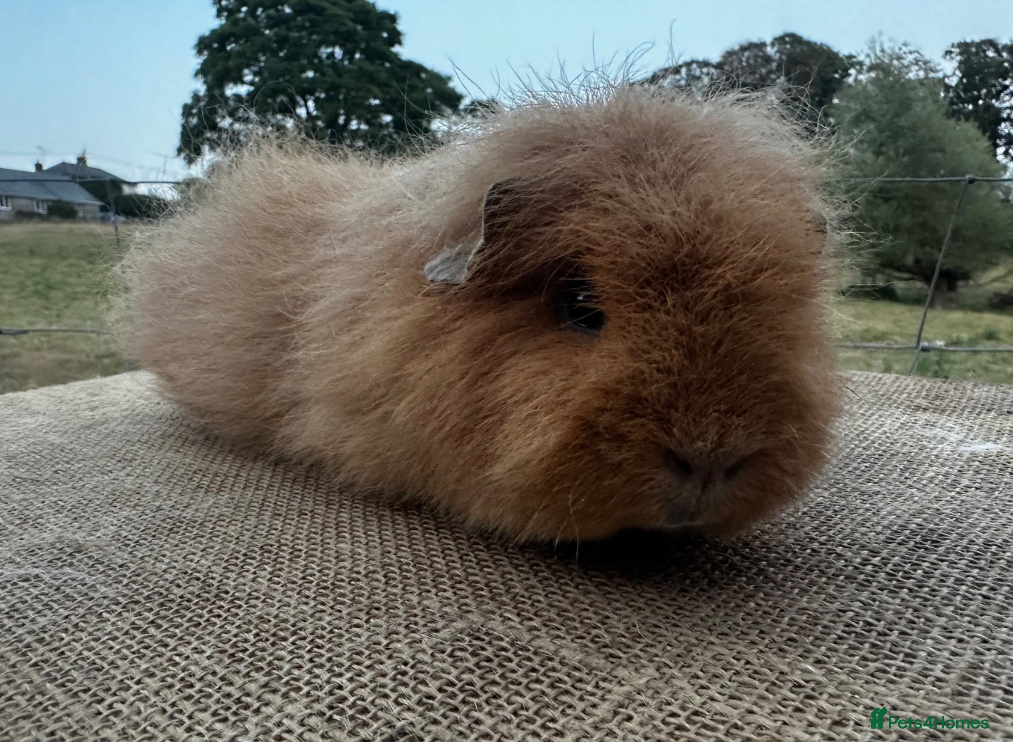 Guinea Pig rodents Swiss Sow (other breeds available)  - Advert 2