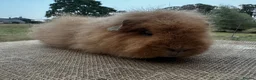Guinea Pig rodents for sale: Swiss Sow (other breeds available)  - Advert 2