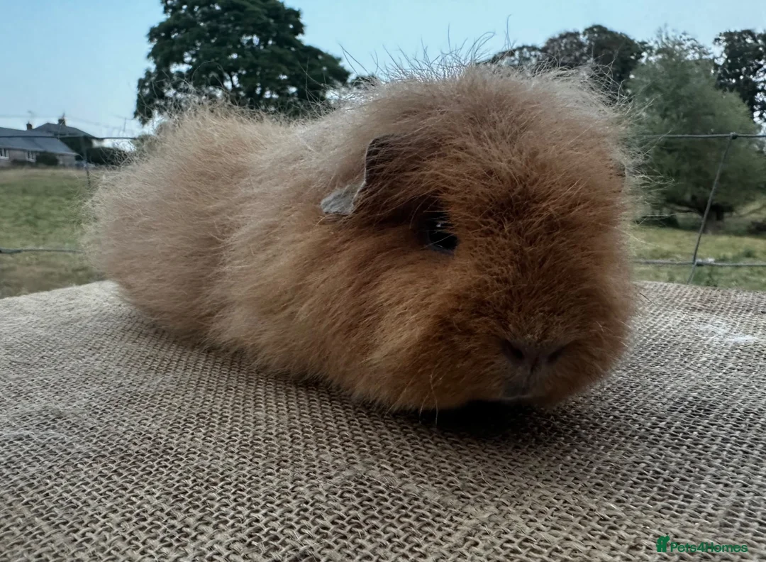 Guinea Pig rodents for sale: Swiss Sow (other breeds available)  - Advert 2