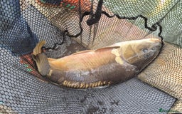 Koi Carp fish for sale: 8 x Koi Crap for Sale  - Image 9