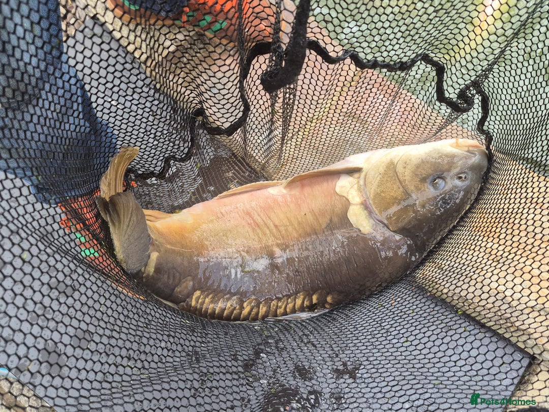 Koi Carp fish for sale: 8 x Koi Crap for Sale  - Image 9