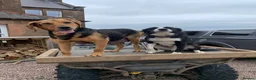 Mixed Breed dogs for sale: Huntaway x Border Collie puppies - Advert 28