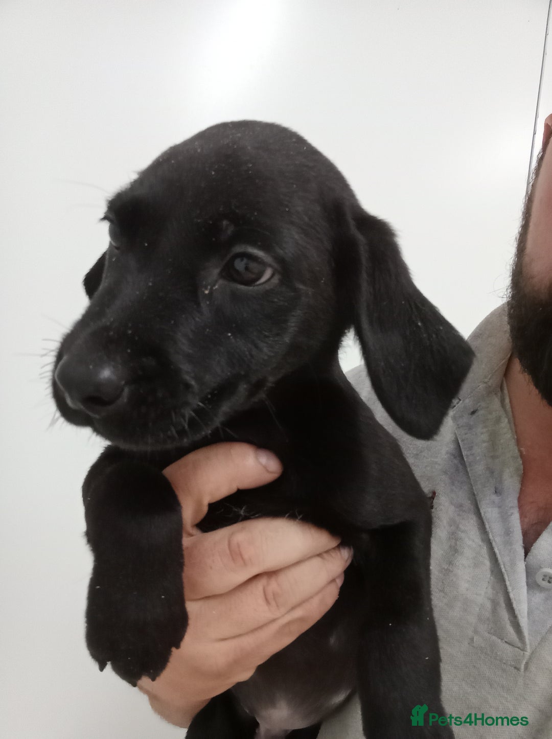 Labrador Retriever dogs for sale: Beautiful kc working Labradors - Image 7