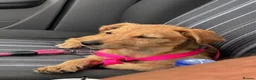 Mixed Breed dogs for sale: Sweet Lucy needs her family  - Advert 5