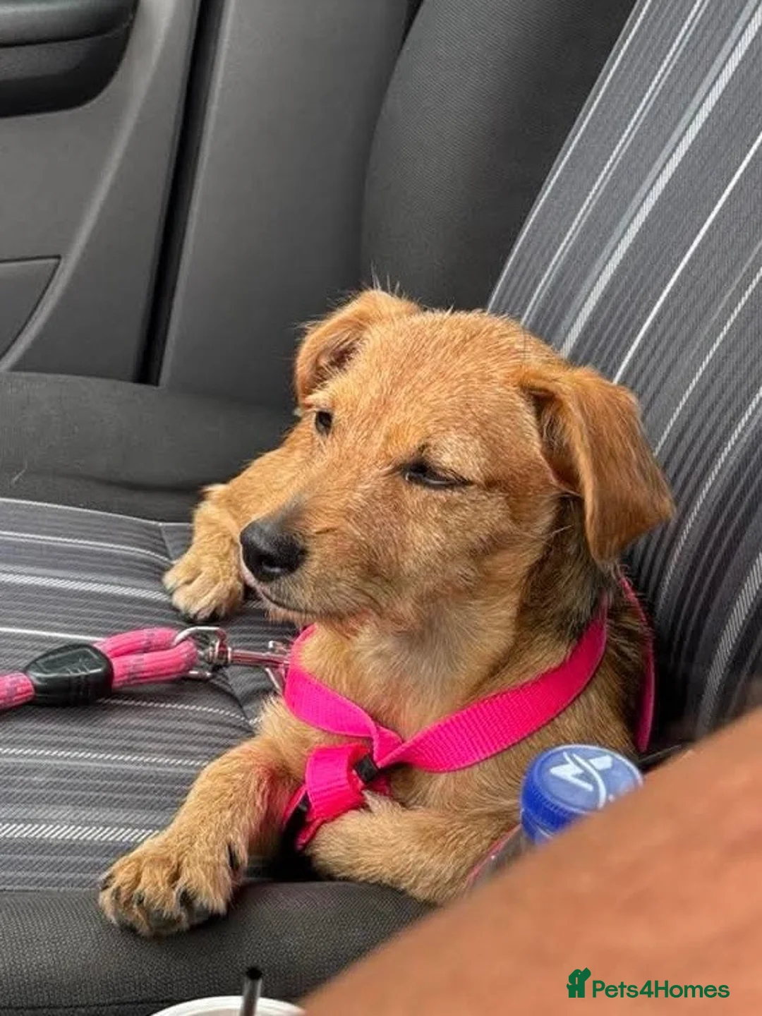 Mixed Breed dogs for sale: Sweet Lucy needs her family  - Advert 5