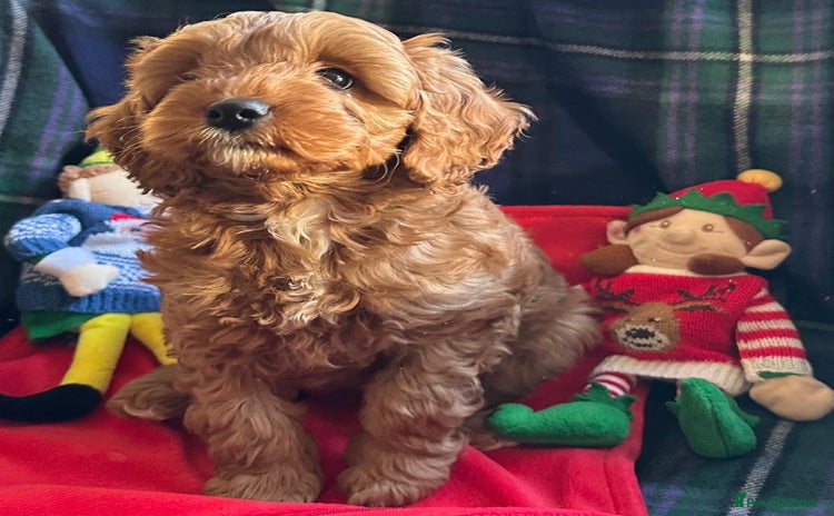 Cavapoo dogs Rare red frosted health checked Mini Cavapoo - Advert 1