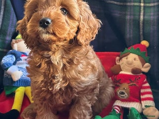 Cavapoo dogs for sale: Rare red frosted health checked Mini Cavapoo - Advert 1