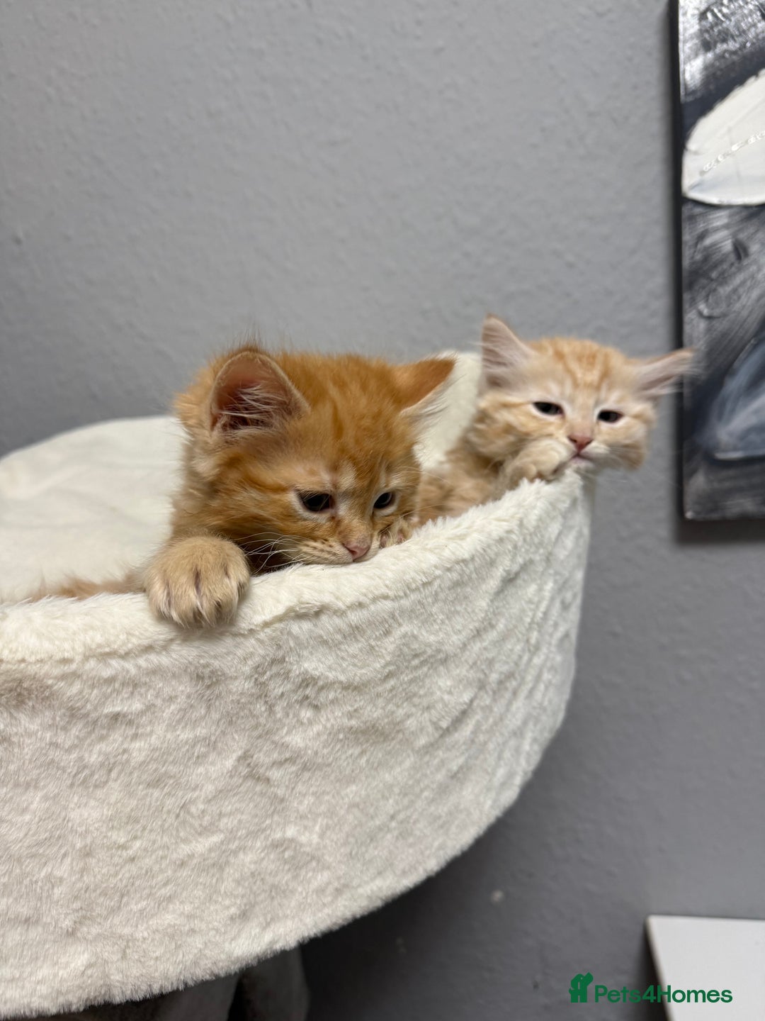 Mixed Breed cats for sale: Mixed kitten breed - Advert 8