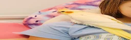 Cockatiels birds for sale: Beautiful Friendly Cockatiel💛 9 month old.  - Advert 5