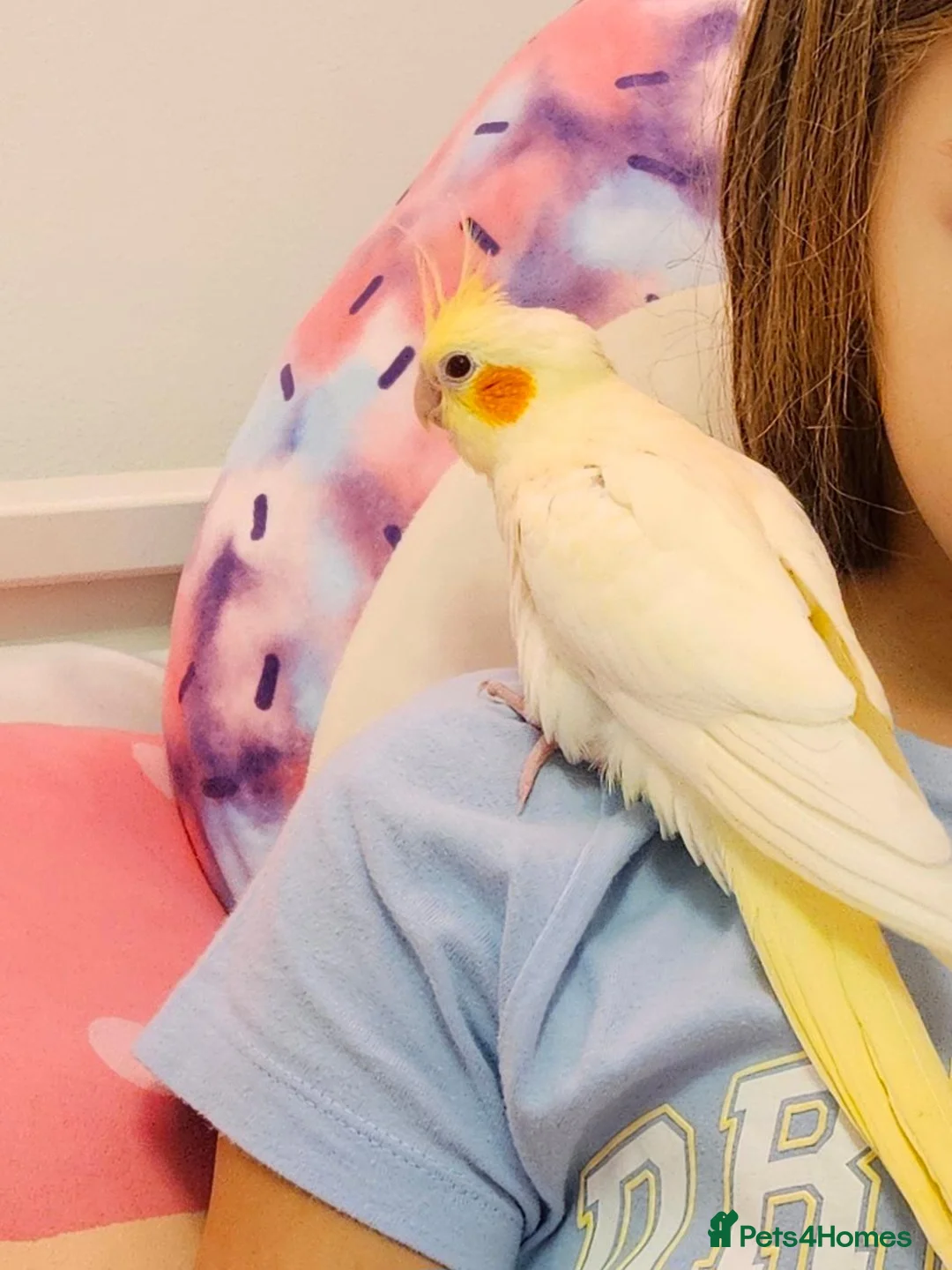 Cockatiels birds for sale: Beautiful Friendly Cockatiel💛 9 month old.  - Advert 5