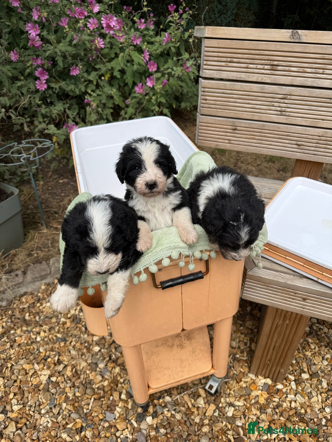 Bernedoodle dogs for sale: Bernadoodle 4 male home bred puppies  - Image 11