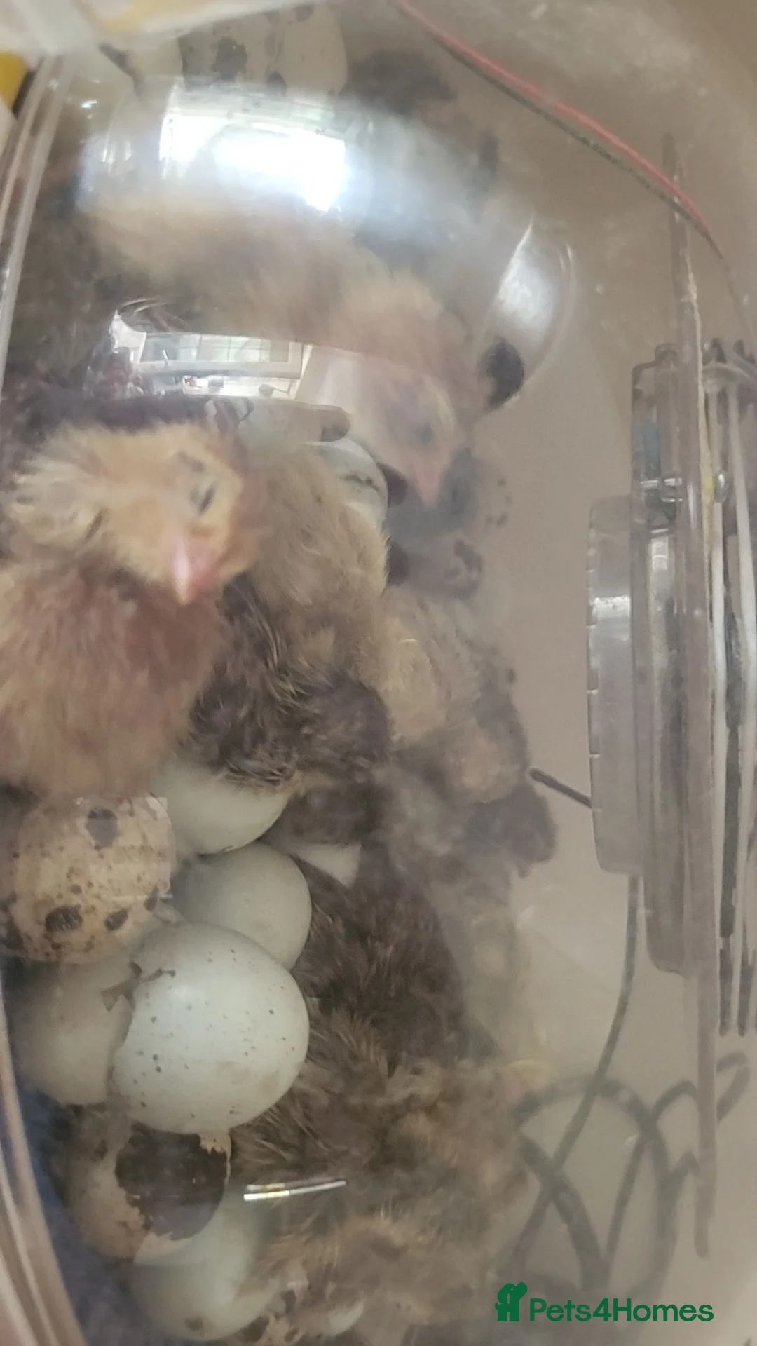 Quail poultry for sale: Week old chicks (unsexed) (£4 each) in Birchington - Advert 4
