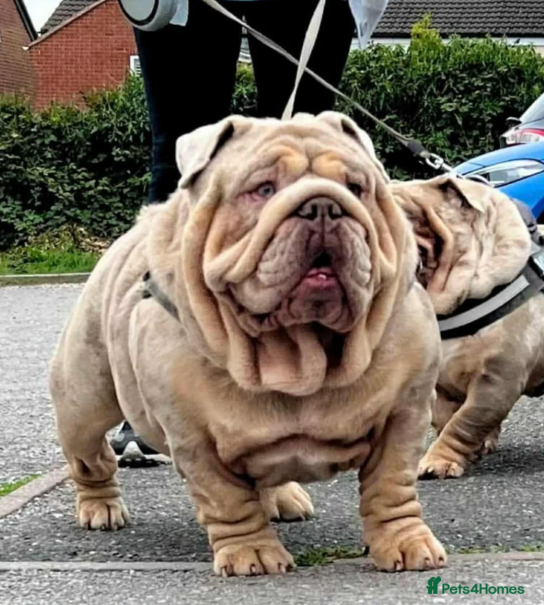 English Bulldog dogs for stud: Hellboy son of Mr Muscles  - Advert 2