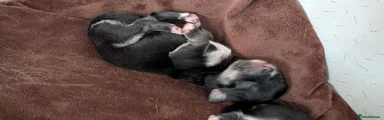 Chihuahua 1