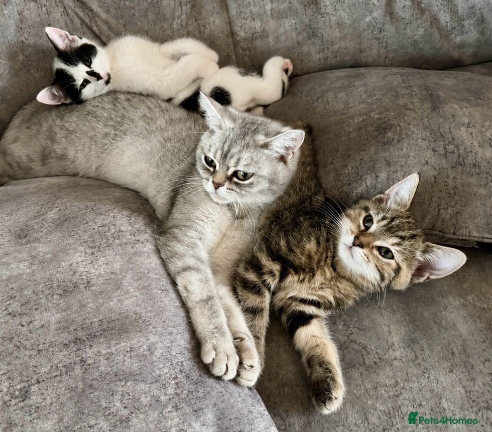 British Shorthair cats British Shorthair kittens - Advert 16