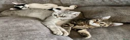 British Shorthair cats for sale: British Shorthair kittens - Advert 1