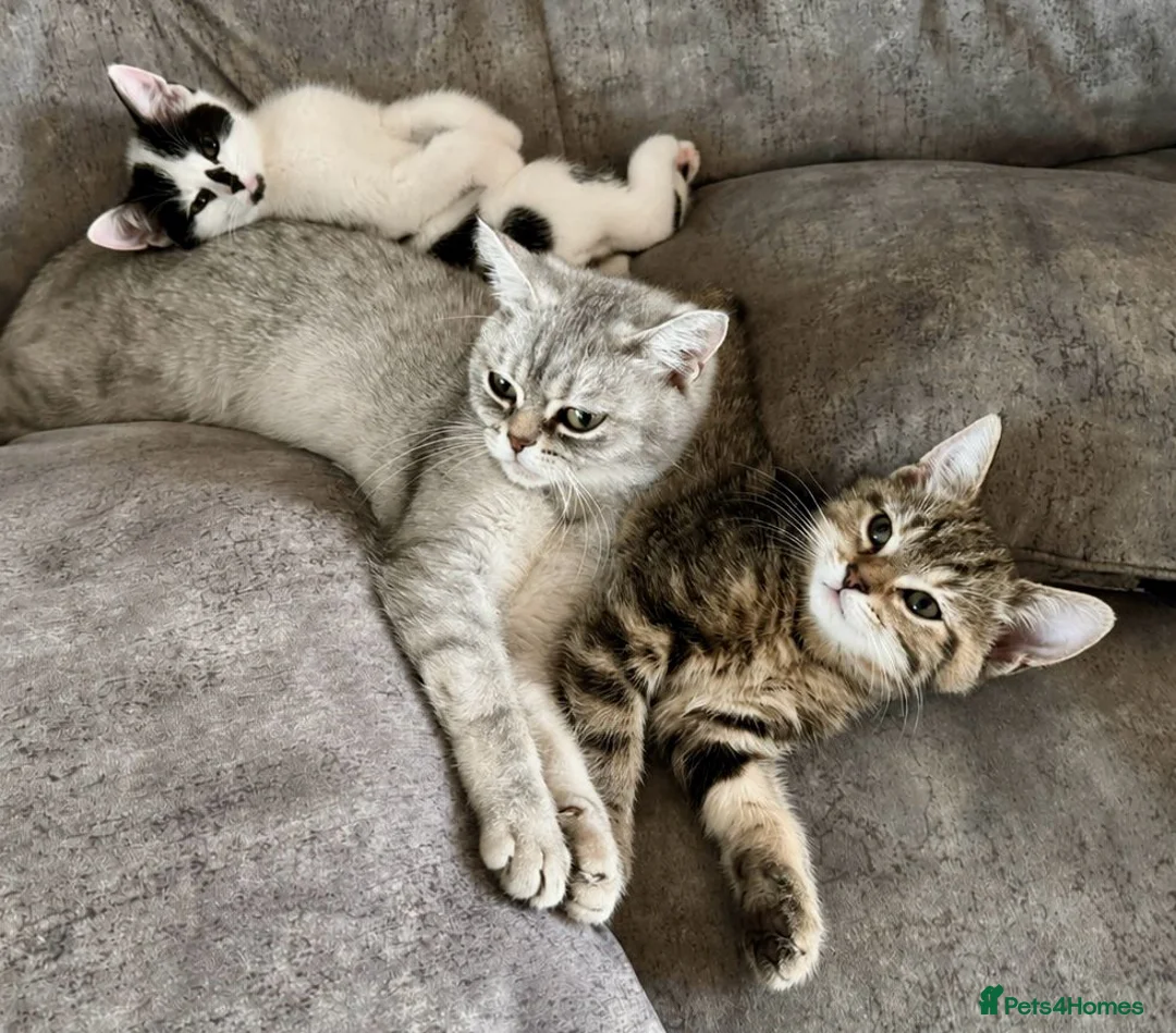 British Shorthair cats for sale: British Shorthair kittens - Advert 1