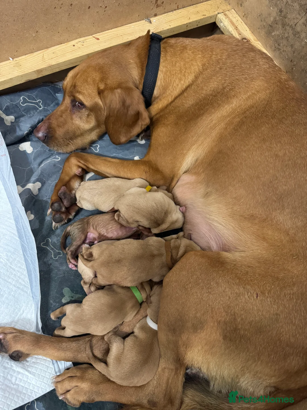 Labrador Retriever dogs for sale: Fox Red Pups - Ready to go in Richmond - Advert 2