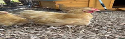 Chickens poultry for sale: Buff Orpington cockerel  in Darlington - Advert 2