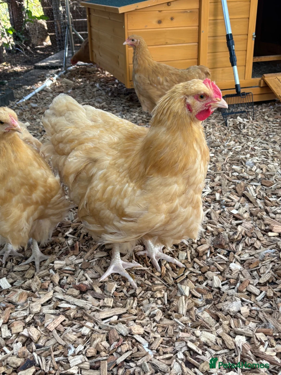 Chickens poultry for sale: Buff Orpington cockerel  in Darlington - Advert 2