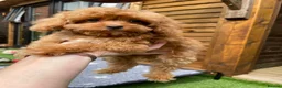 Cockapoo dogs for sale: Tiny Toy F1B Cockapoos. FULLY VAX’D! LAST 2 BOYS!! - Advert 22