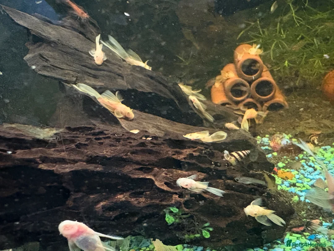 Plecos fish for sale: Long fin, blue eyed, lemon, bristle nose  in Rotherham - Advert 7
