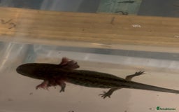 Axolotl reptiles for sale: Axolotl For Sale - Image 6