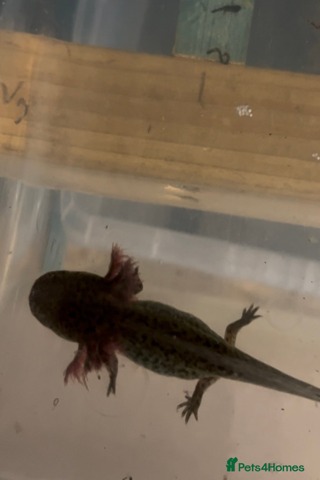 Axolotl reptiles for sale: Axolotl For Sale - Image 6