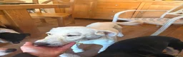 Mixed Breed dogs for adoption: Sweet Camille is looking for her forever home - Advert 11
