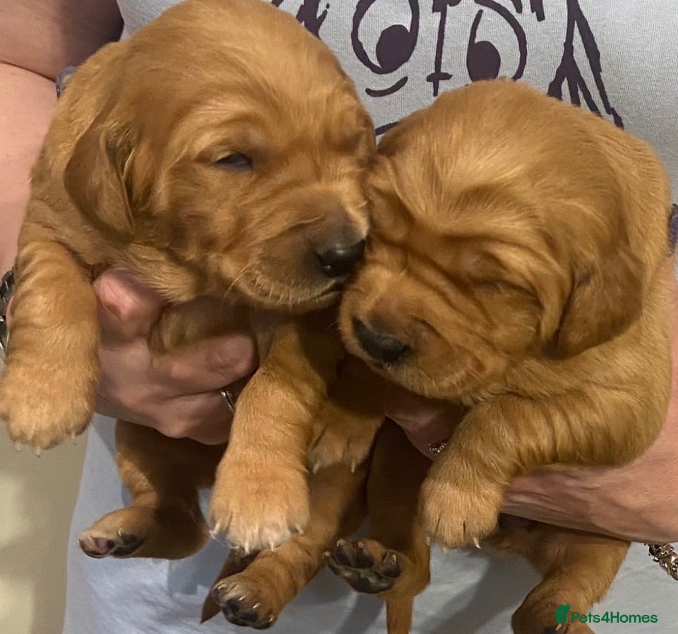 Golden Retriever dogs Gorgeous red golden retriever puppies  - Advert 2