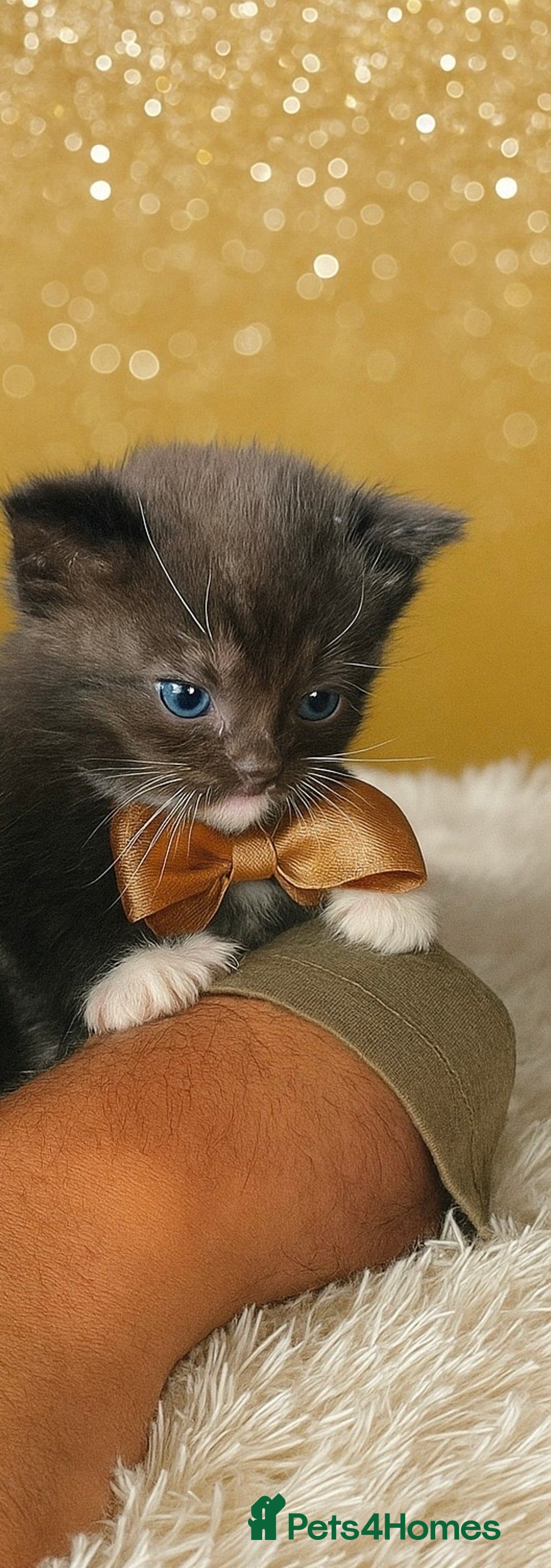 Mixed Breed cats for sale: Cutest Scottish Fold and BSH kittens  - Image 19