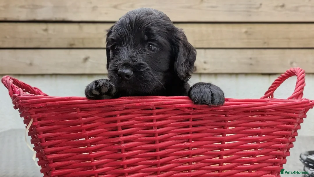 Sprocker dogs for sale: 5 beautiful sprocker boys  - Advert 2