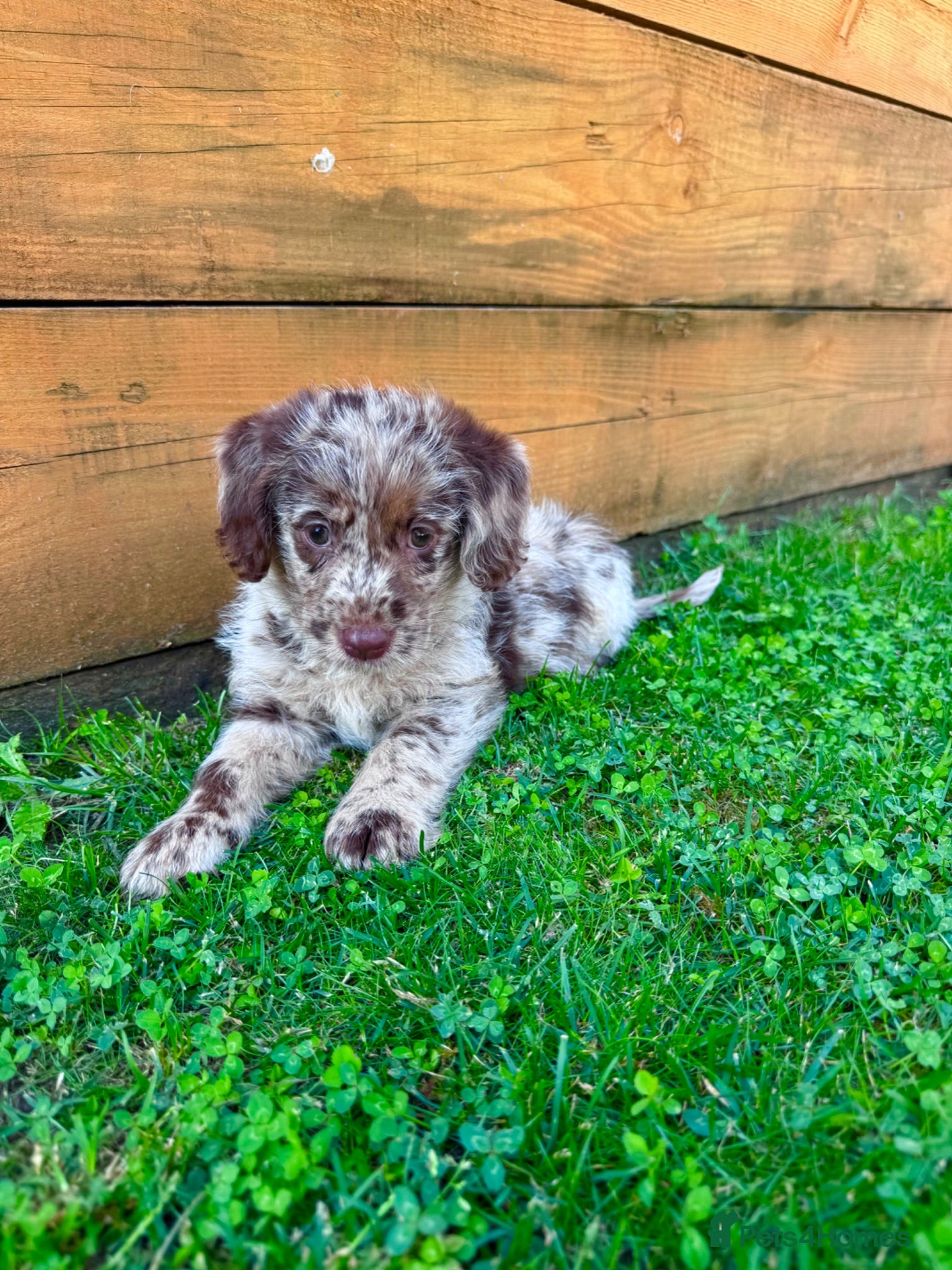 Labradoodle dogs Chocolate & Chocolate Merle Labradoodle Babies 🐾 - Advert 2