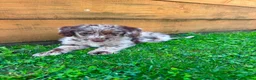 Labradoodle dogs for sale: Chocolate & Chocolate Merle Labradoodle Babies 🐾 - Advert 2