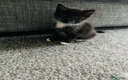 Mixed Breed cats for sale: Kittens half Russian blue  - Image 13