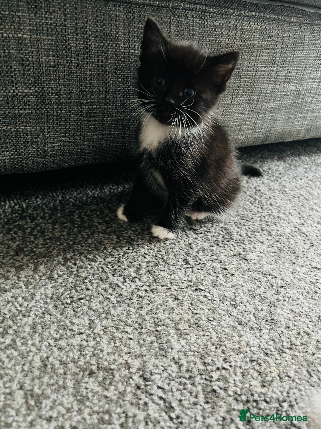 Mixed Breed cats for sale: Kittens half Russian blue  - Image 13