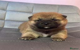 Japanese Shiba Inu dogs for sale: Adorable Japanese Shiba Inu Puppy Little Sunshine  - Image 1