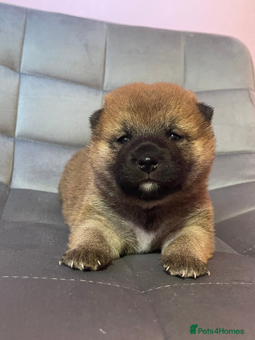 Japanese Shiba Inu dogs for sale: Adorable Japanese Shiba Inu Puppy Little Sunshine  - Image 1