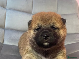 Japanese Shiba Inu dogs - Advert 4