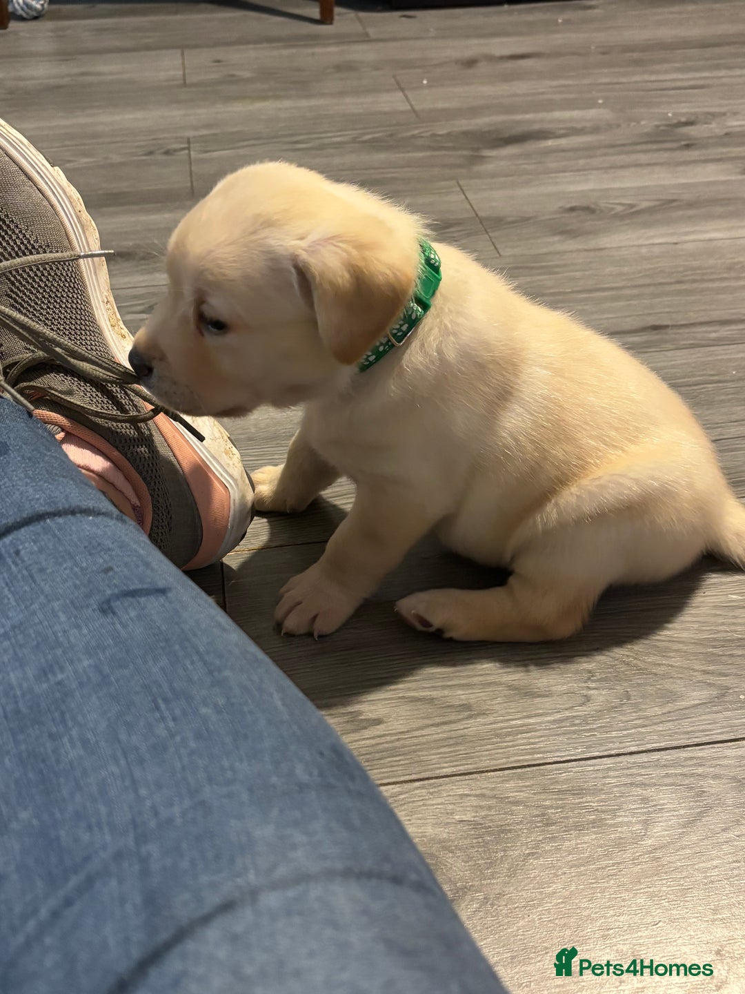 Labrador Retriever dogs for sale: 7 stunning chunky yellow Labradors - Advert 9