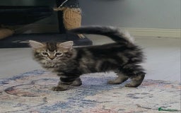 Ragdoll cats for sale: Adorable mixed Norwegian/Ragdoll left  in Dundee - Image 3